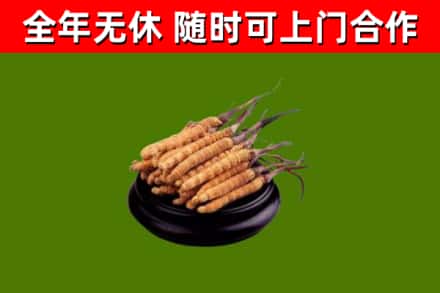 封丘县回收冬虫夏草