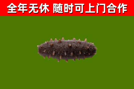 封丘县回收海参干